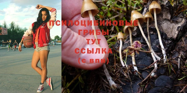 индика Аркадак